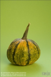 Viennaslide-72000504 Zierkürbis - Pumpkin