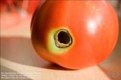 Viennaslide-72000541 Faule Tomate