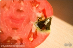 Viennaslide-72000542 Faule Tomate