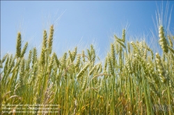 Viennaslide-72000555 Weizenfeld - Cornfield