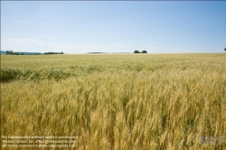 Viennaslide-72000564 Weizenfeld - Cornfield