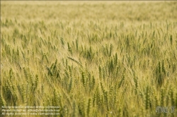 Viennaslide-72000565 Weizenfeld - Cornfield