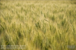 Viennaslide-72000566 Weizenfeld - Cornfield