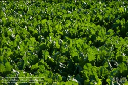 Viennaslide-72000570 Salatfeld - Lettuce