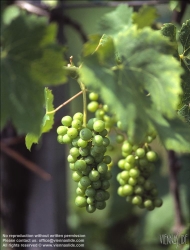 Viennaslide-72360212 Weintrauben - Grapes