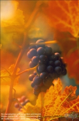 Viennaslide-72360213 Weintrauben - Grapes