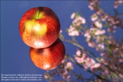 Viennaslide-72800202 Apfel - Apple