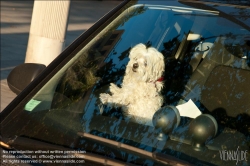 Viennaslide-77000146 Hund im Auto - Dog left in Car