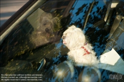 Viennaslide-77000147 Hund im Auto - Dog left in Car