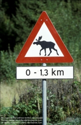 Viennaslide-77020106 Autoverkehr, Verkehrszeichen, Elche - Traffic Sign Elks