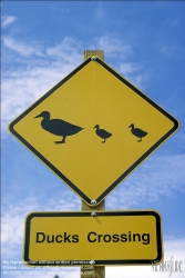 Viennaslide-77020114 Autoverkehr, Verkehrszeichen, Ducks Crossing - Traffic Sign Ducks Crossing