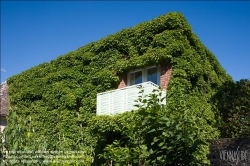 Viennaslide-78010170 Wien, Architektur, Fassadenbegrünung - Vienna, Architecture, Green Facade