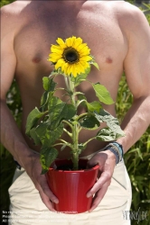 Viennaslide-78315139 Wien, Dachgarten, Junger Mann mit Sonnenblume - Vienna, Rooftop Garden, Young Man with Sunflower