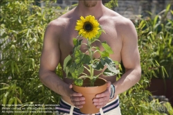 Viennaslide-78315141 Wien, Dachgarten, Junger Mann mit Sonnenblume - Vienna, Rooftop Garden, Young Man with Sunflower