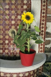 Viennaslide-78315142 Wien, Dachgarten, Sonnenblume - Vienna, Rooftop Garden, Sunflower