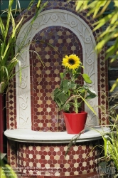 Viennaslide-78315143 Wien, Dachgarten, Sonnenblume - Vienna, Rooftop Garden, Sunflower