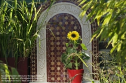 Viennaslide-78315144 Wien, Dachgarten, Sonnenblume - Vienna, Rooftop Garden, Sunflower