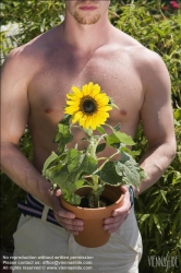 Viennaslide-78315145 Wien, Dachgarten, Junger Mann mit Sonnenblume - Vienna, Rooftop Garden, Young Man with Sunflower