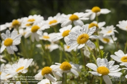 Viennaslide-78315162 Wien, Dachgarten, Margeriten, Leucanthemum - Vienna, Rooftop Garden, Marguerites, Daisies