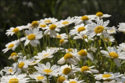 Viennaslide-78315163 Wien, Dachgarten, Margeriten, Leucanthemum - Vienna, Rooftop Garden, Marguerites, Daisies