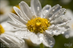 Viennaslide-78315165 Wien, Dachgarten, Margeriten, Leucanthemum - Vienna, Rooftop Garden, Marguerites, Daisies