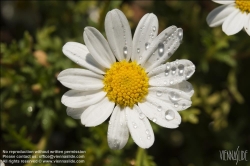 Viennaslide-78315166 Wien, Dachgarten, Margeriten, Leucanthemum - Vienna, Rooftop Garden, Marguerites, Daisies