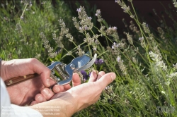 Viennaslide-78315167 Wien, Dachgarten, Lavendel,  Lavandula angustifolia - Vienna, Rooftop Garden, Lavender,  Lavandula angustifolia