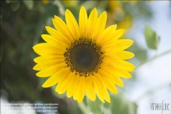 Viennaslide-78315188 Wien, Dachgarten, Sonnenblume - Vienna, Rooftop Garden, Sunflower