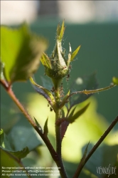 Viennaslide-78315211 Wien, Dachgarten, Spinnmilben an einer Rosenknospe - Vienna, Rooftop Garden, Spider mites (Tetranychidae)