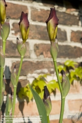 Viennaslide-78315214 Wien, Dachgarten, Lilien - Vienna, Rooftop Garden, Lily (Lilium)