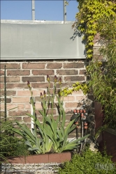 Viennaslide-78315216 Wien, Dachgarten, Lilien - Vienna, Rooftop Garden, Lily (Lilium)