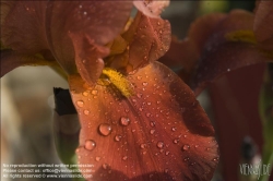 Viennaslide-78315217 Wien, Dachgarten, Lilien - Vienna, Rooftop Garden, Lily (Lilium)