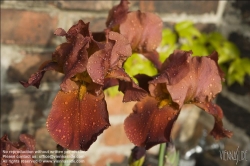 Viennaslide-78315218 Wien, Dachgarten, Lilien - Vienna, Rooftop Garden, Lily (Lilium)