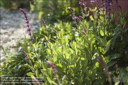 Viennaslide-78315221 Wien, Dachgarten, Salbei - Vienna, Rooftop Garden, Salvia