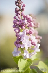 Viennaslide-78315224 Wien, Dachgarten, Fliederblüte - Vienna, Rooftop Garden, Lilac Blossom, Syringa