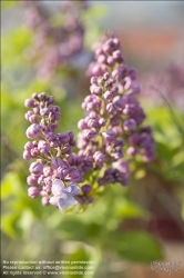 Viennaslide-78315225 Wien, Dachgarten, Fliederblüte - Vienna, Rooftop Garden, Lilac Blossom, Syringa