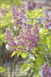 Viennaslide-78315226 Wien, Dachgarten, Fliederblüte - Vienna, Rooftop Garden, Lilac Blossom, Syringa