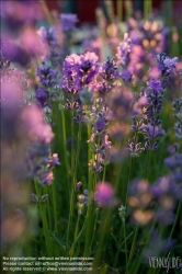 Viennaslide-78315230 Wien, Dachgarten, Lavendel - Vienna, Rooftop Garden, Lavender