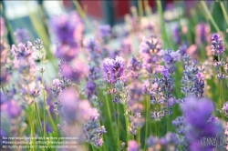 Viennaslide-78315233 Wien, Dachgarten, Lavendel - Vienna, Rooftop Garden, Lavender