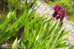 Viennaslide-78315259 Wien, Dachgarten, Lilien - Vienna, Rooftop Garden, Lily