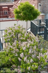 Viennaslide-78315322 Wien, Dachgarten, Flieder - Vienna, Rooftop Garden, Lilac