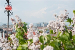 Viennaslide-78315324 Wien, Dachgarten, Flieder - Vienna, Rooftop Garden, Lilac