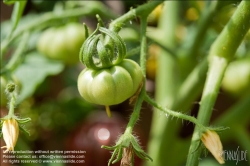 Viennaslide-78315339 Wien, Dachgarten, Tomate - Vienna, Rooftop Garden, Tomatoe