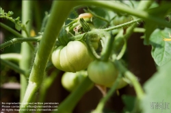 Viennaslide-78315340 Wien, Dachgarten, Tomate - Vienna, Rooftop Garden, Tomatoe