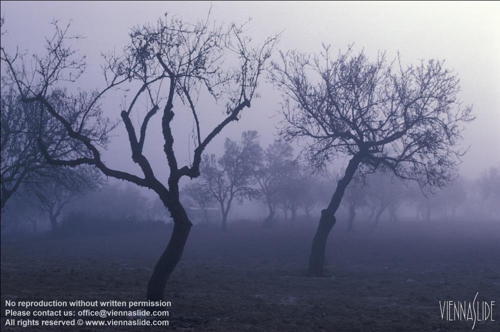 Viennaslide 80110113 jpg