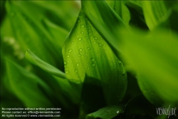 Viennaslide-80491108 Wassertropfen auf einem Blatt - Waterdrops on a Leaf