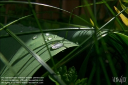 Viennaslide-80491109 Wassertropfen auf einem Blatt - Waterdrops on a Leaf