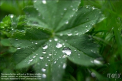 Viennaslide-80491110 Wassertropfen auf einem Blatt - Waterdrops on a Leaf