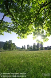 Viennaslide-83400008 Sommerlandschaft in der Steiermark - Summer in Styria, Austria