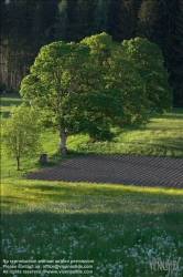 Viennaslide-83400011 Sommerlandschaft in der Steiermark - Summer in Styria, Austria